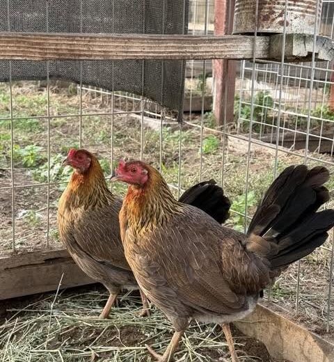 Buy purebred Sweater gamefowl hens online