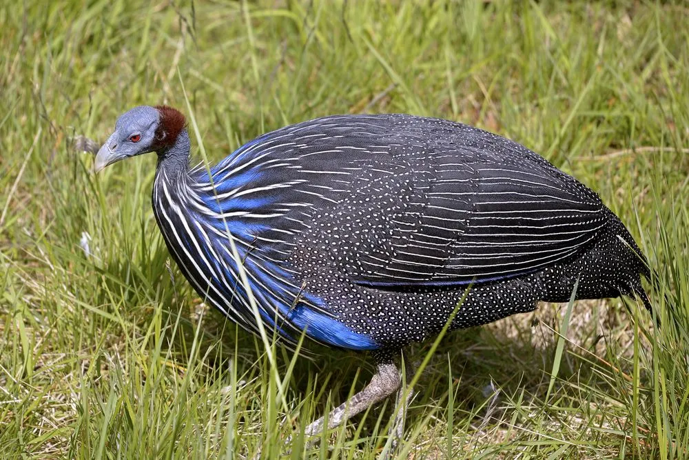 Rare Vulturine Guineafowl Hens For Sale - Image 4