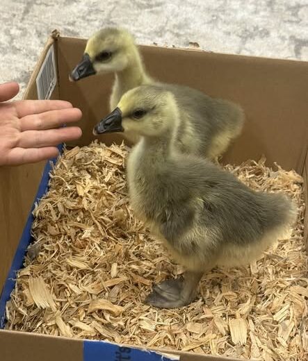 Buy sexed live African day-old goslings