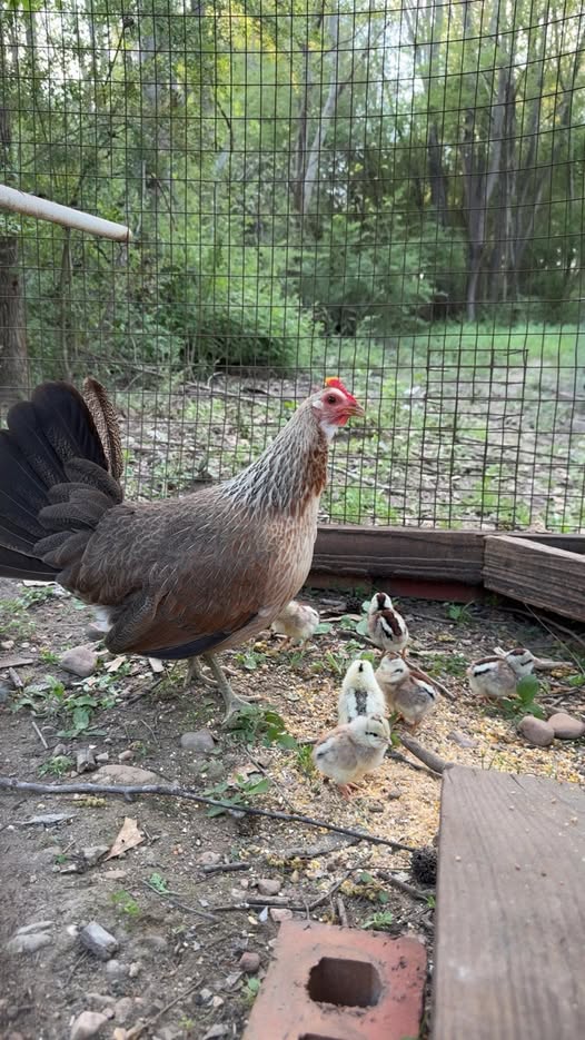 day-old pure Grey chicks for sale