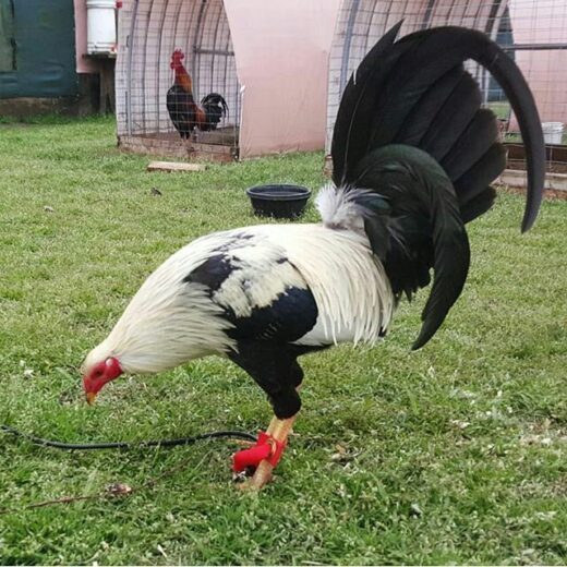Purebred Kelso Grey Gamefowl Cocks