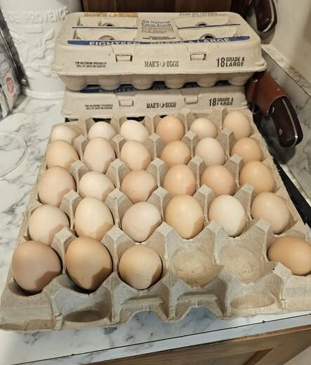 fertile Large Fowl (LF) Dark Cornish hatching eggs