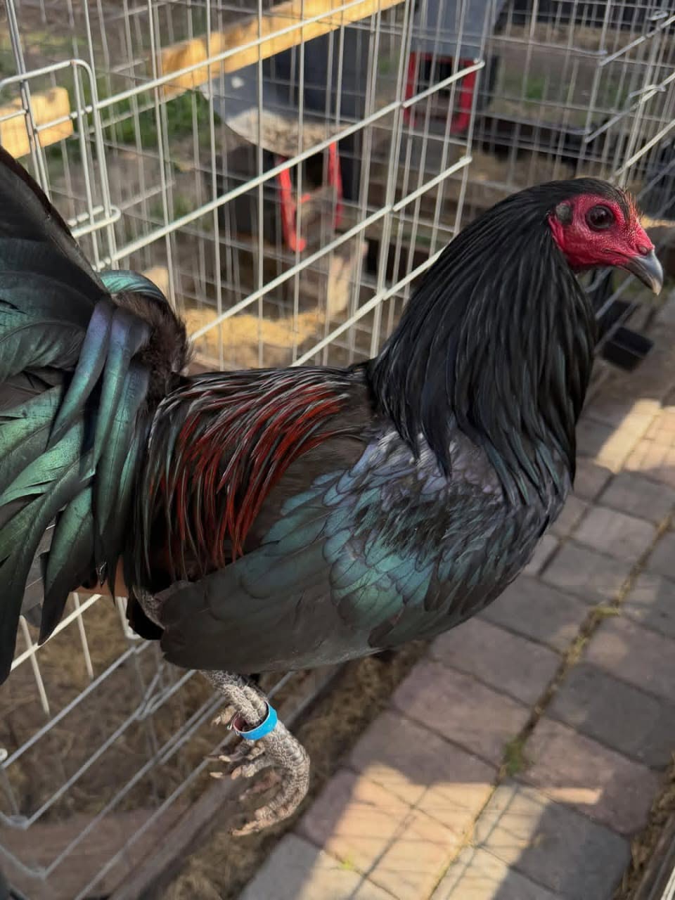 McCrea gamefowl trio for sale - Image 3