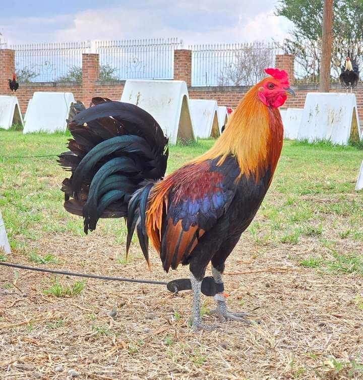 Buy purebred McLean Hatch gamefowl stags online