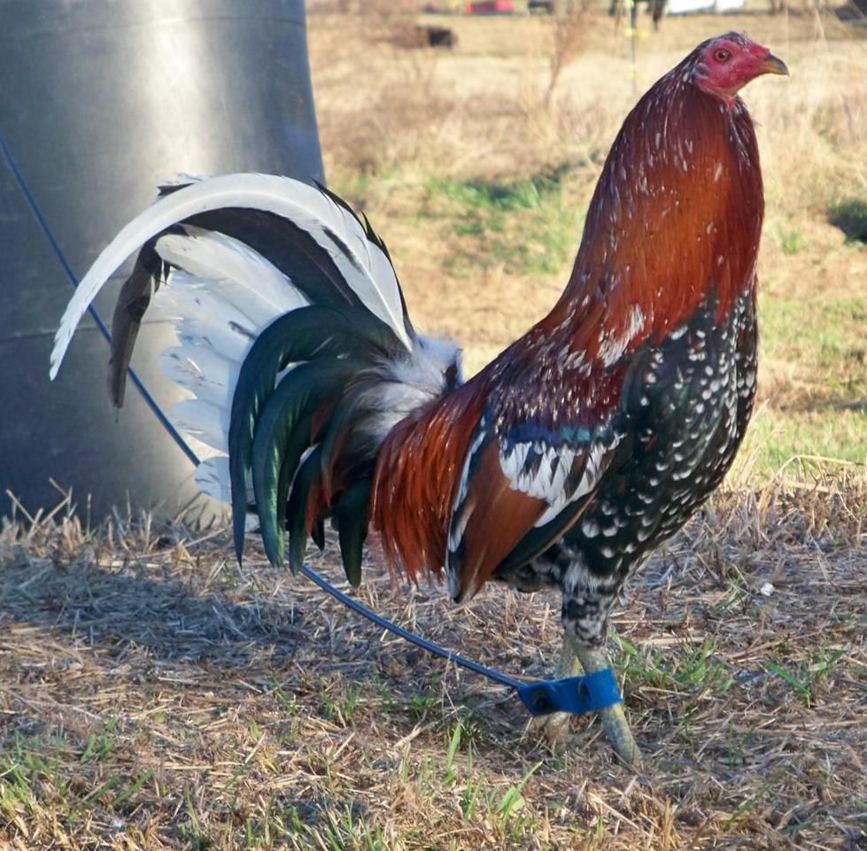 gerrard hatch roosters for sale - Image 2