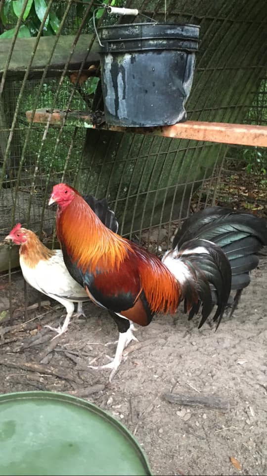 butcher game roosters for sale - Image 2