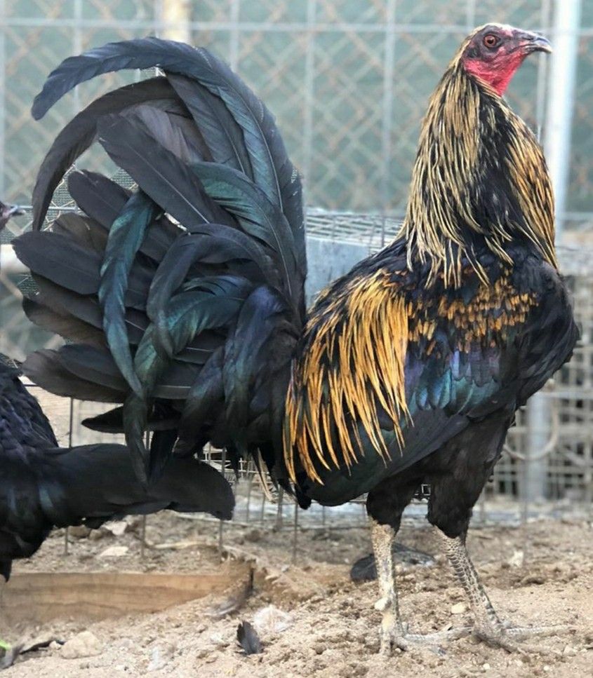 Buy purebred Black Grey gamefowl cocks - Image 2