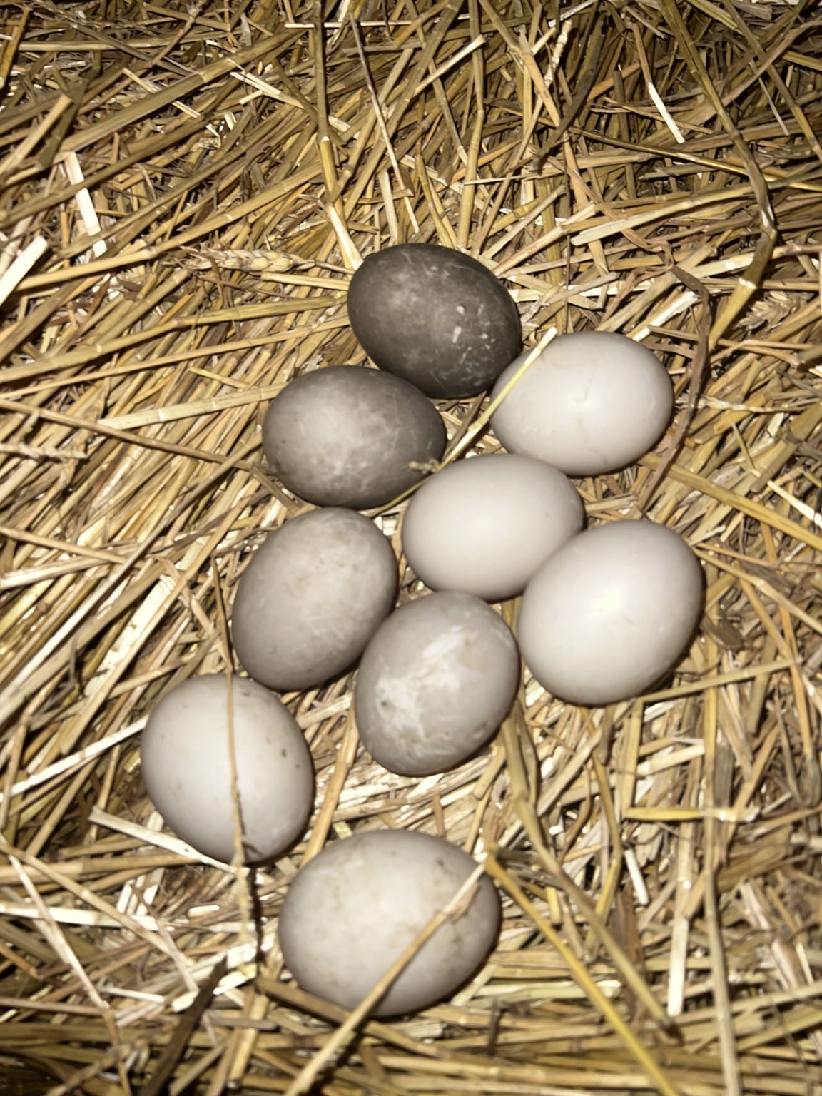 fertile Cayuga duck hatching eggs online