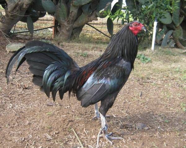 Black Roundhead gamefowl roosters for sale