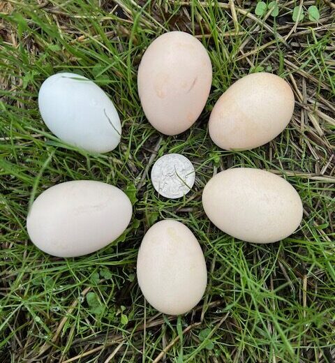 Buy fertile Quail Bearded d’Anver Bantam hatching eggs