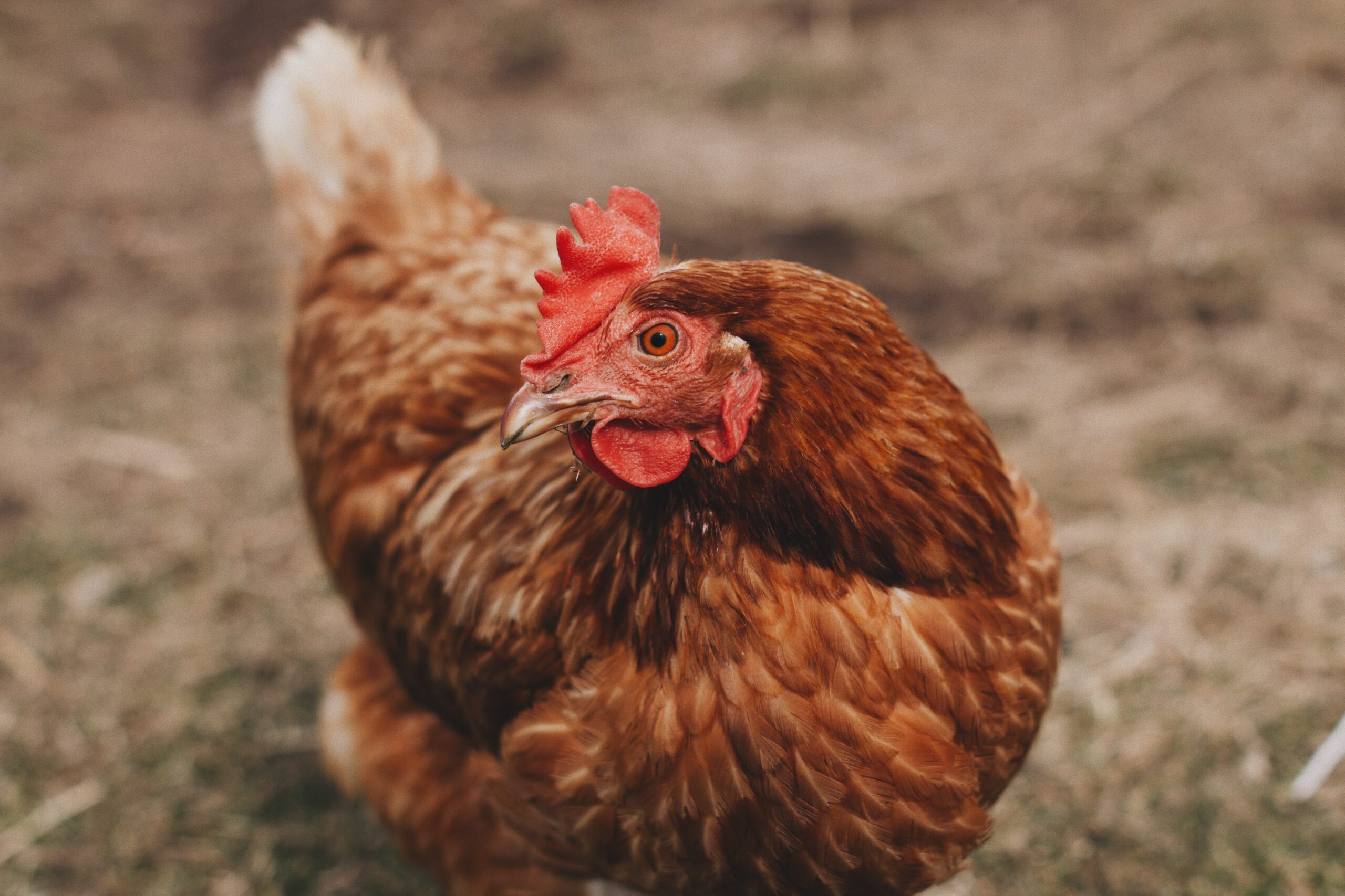 Amber Star Chickens - Image 2