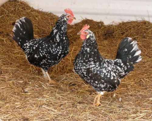 Anconas Chicken - Image 2