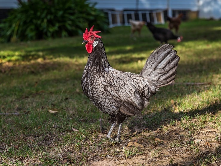 andalusian blue chicken for sale - Image 2