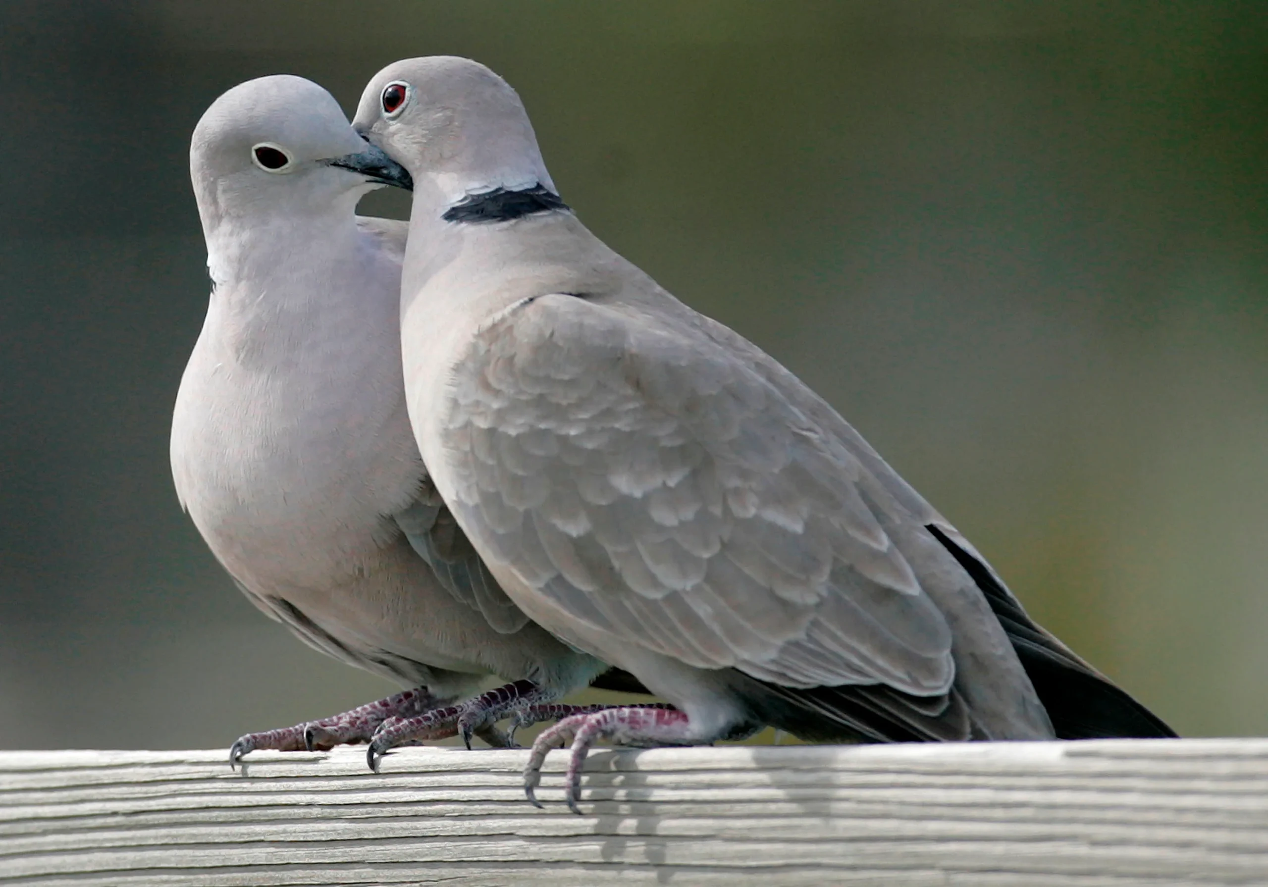 Assorted Juvenile Doves