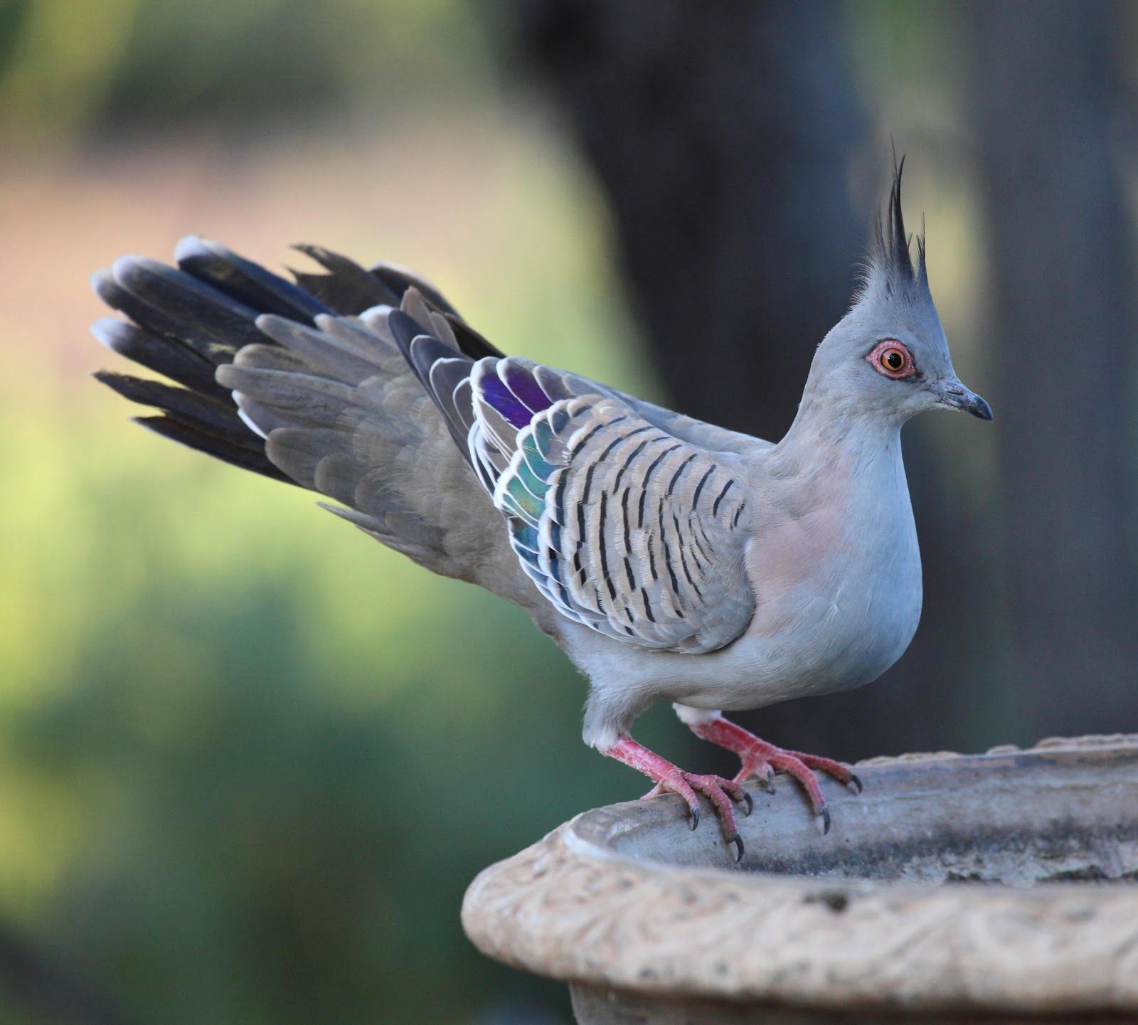 Australian Crested Doves