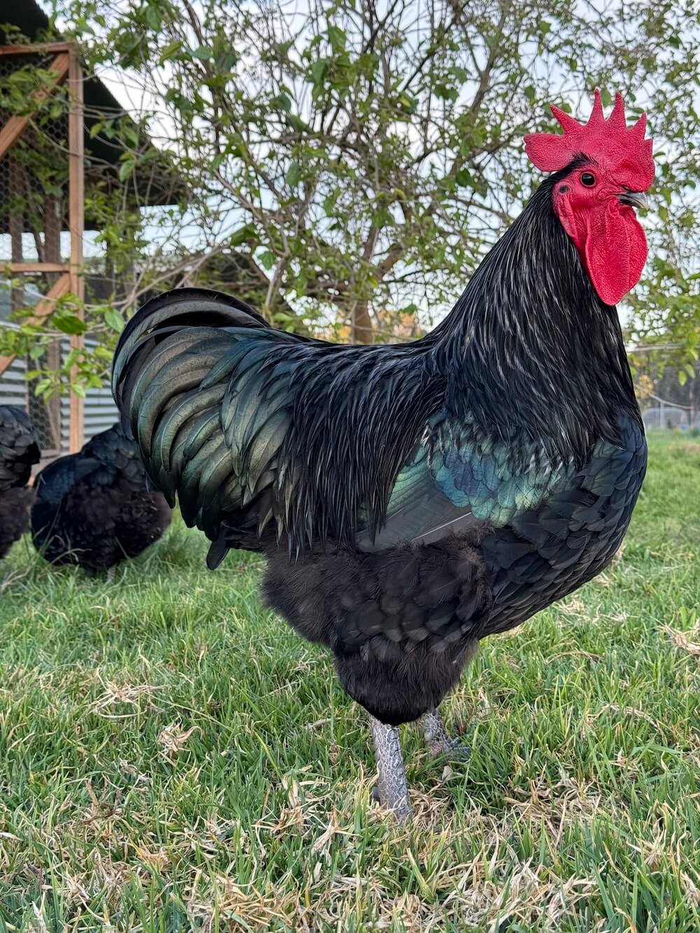 black australorp roosters for sale - Image 3