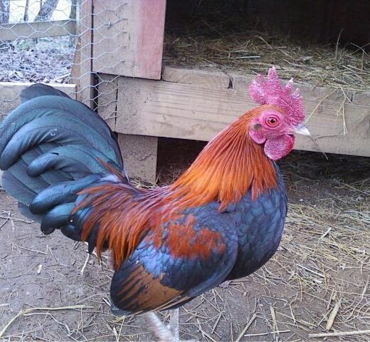 BB Red Old English Game Bantam