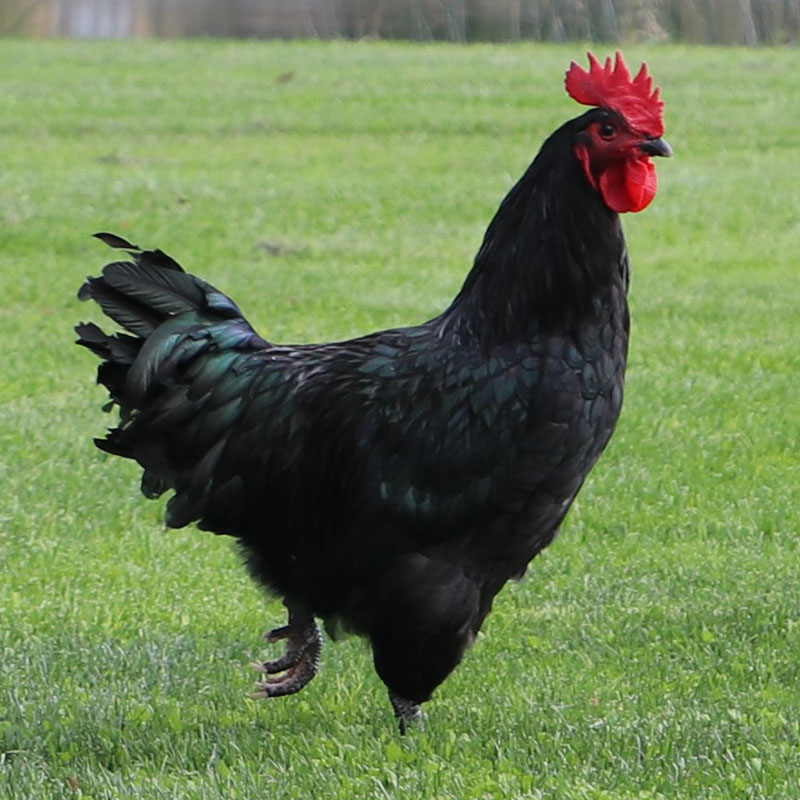 black australorp roosters for sale - Image 2