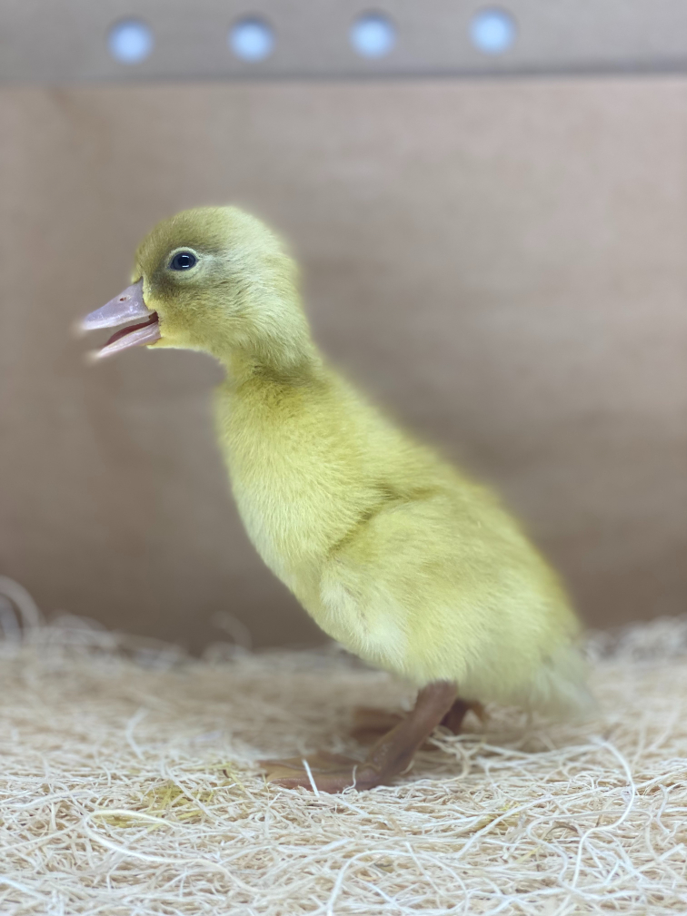 Buy live Buff Orpington day-old ducklings online