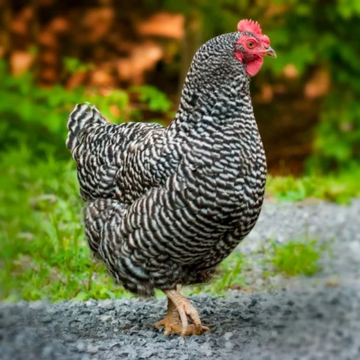 barred plymouth rock hens for sale