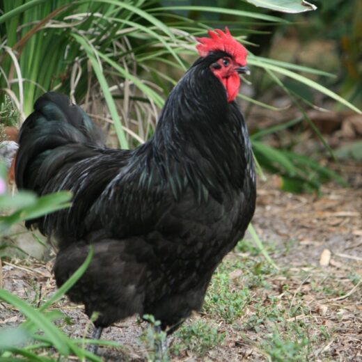 Black Australorp