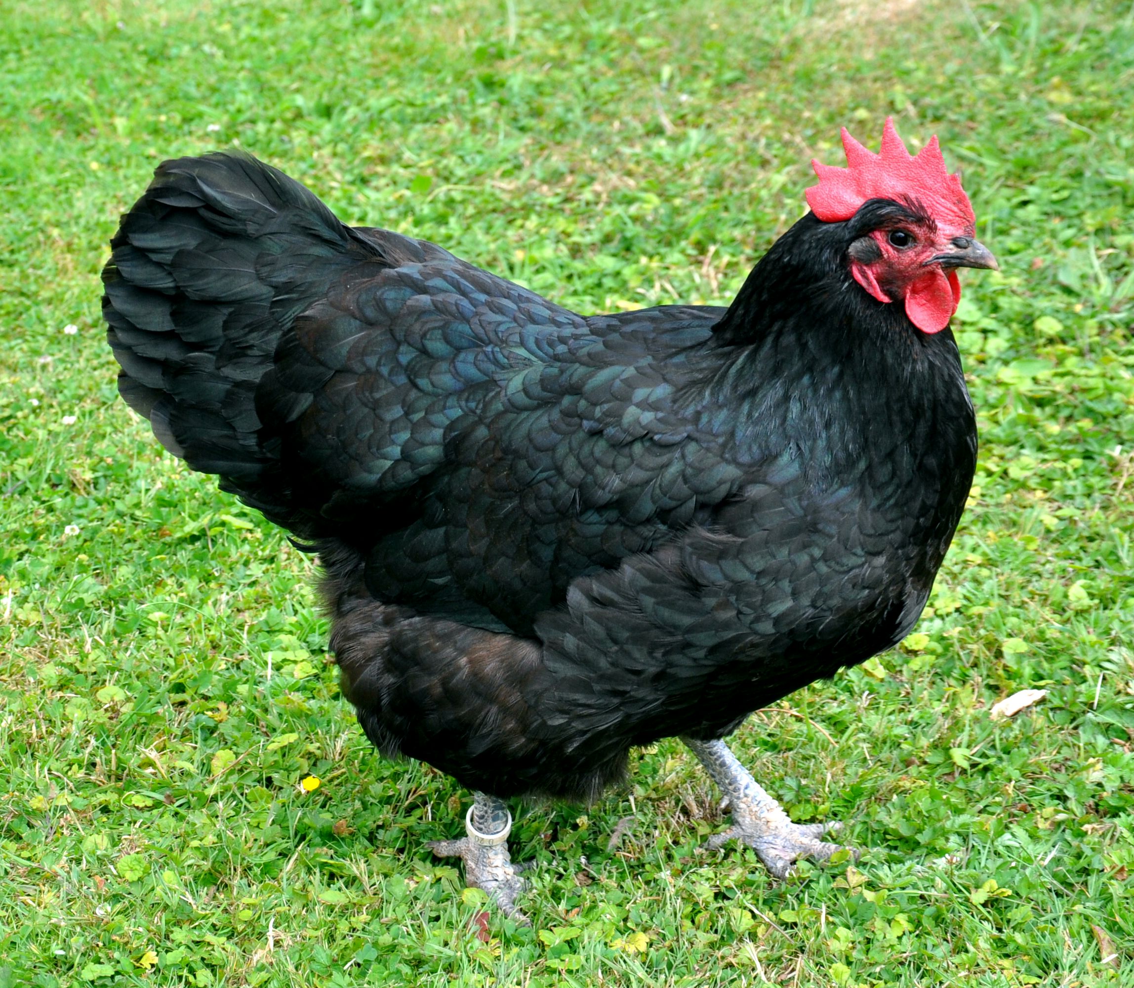 Black Australorp - Image 2