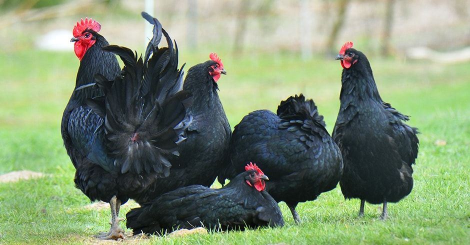Black Australorp - Image 3