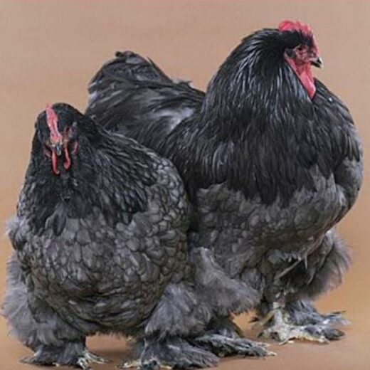 Buy Black Cochin Standard Chicken For Sale