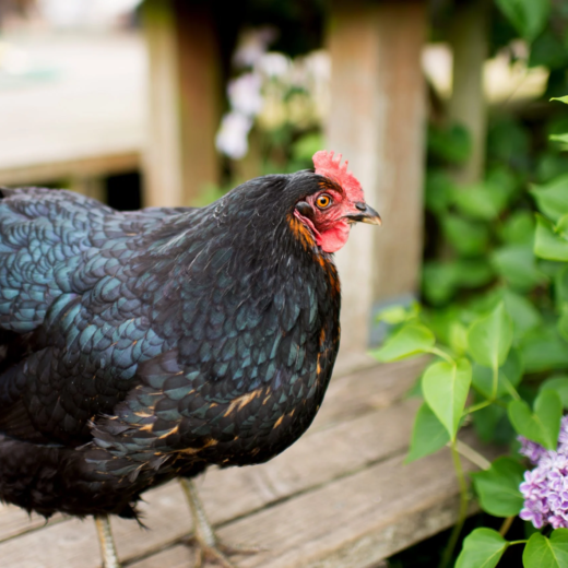 Black Giant Chickens