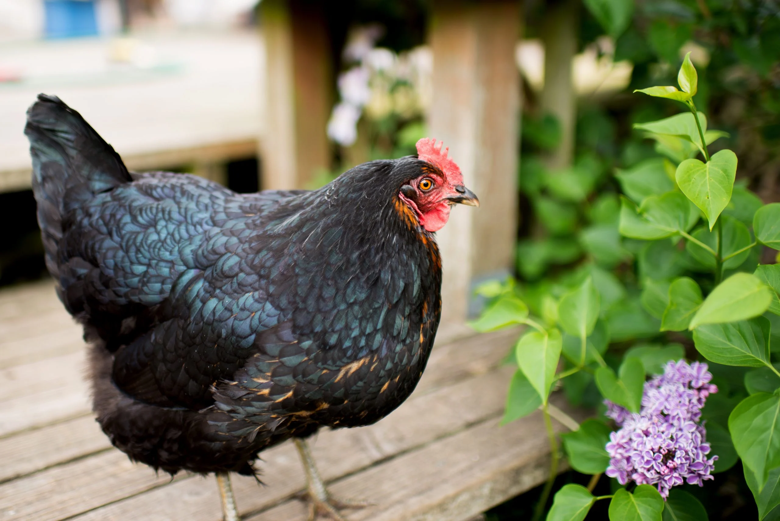 Black Giant Chickens