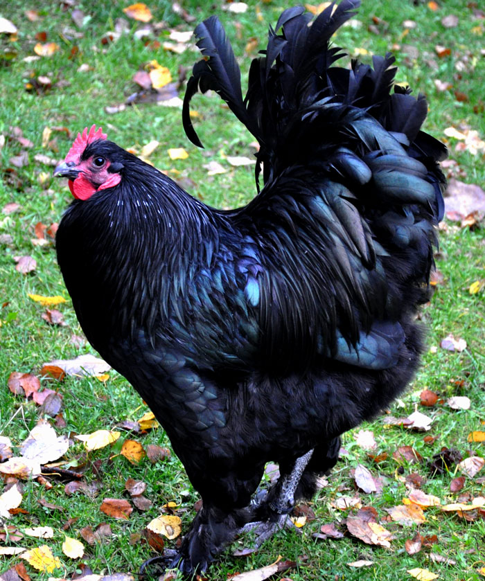 Black Langshan