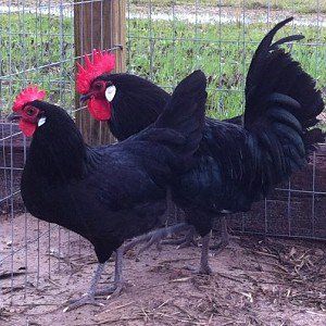 Black Minorcas - Image 2