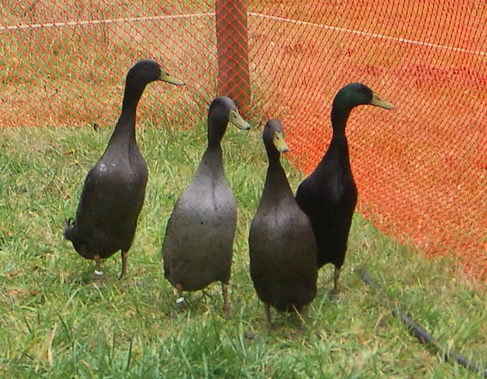 Buy Black Runner Ducks For Sale