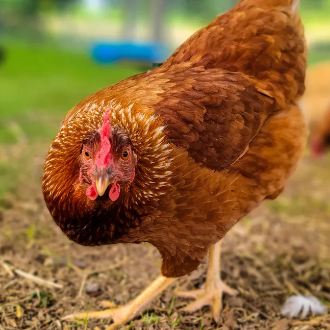 lohmann brown hens for sale - Image 2
