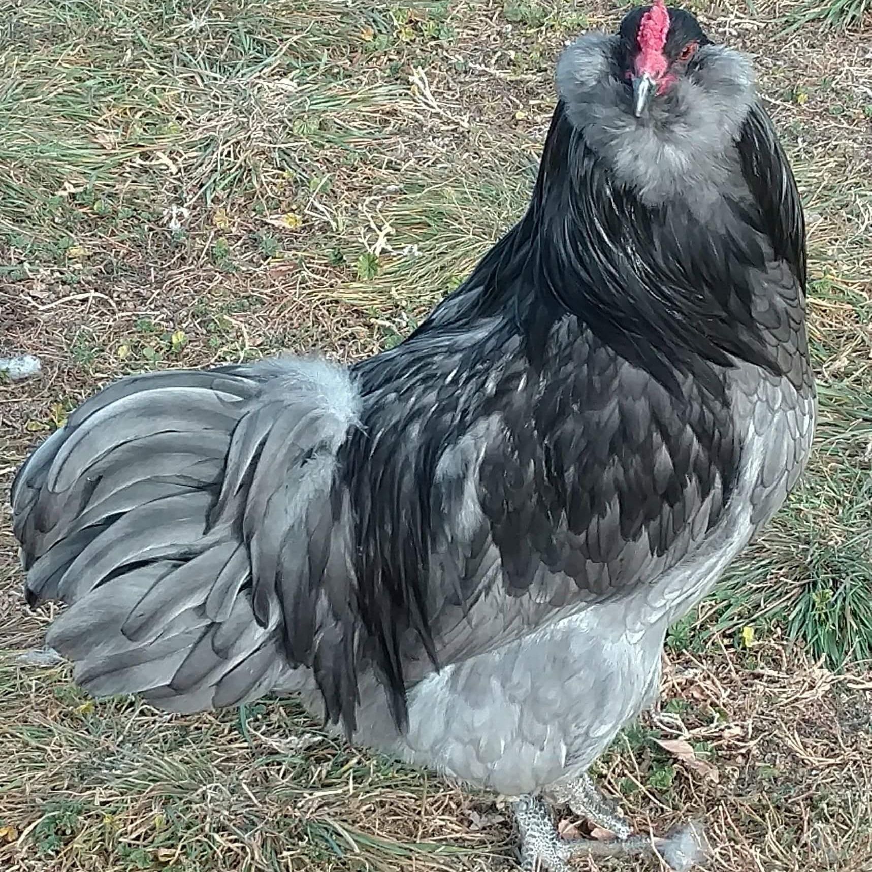 Blue Ameraucana
