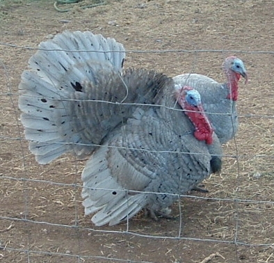 Buy Blue Slate Turkeys For Sale - Image 2