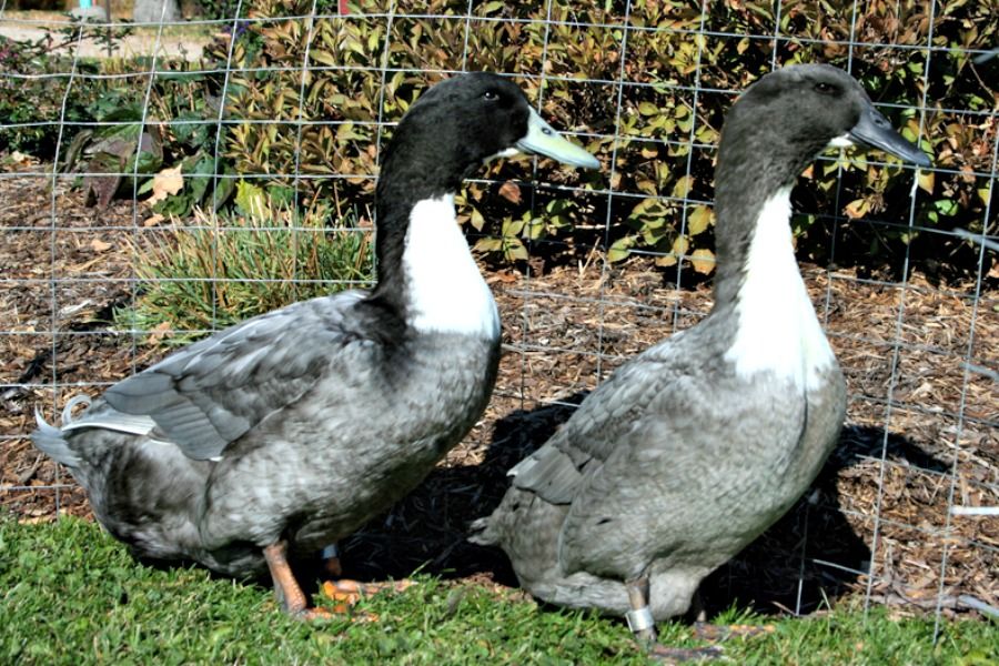 Blue Swedish Duck