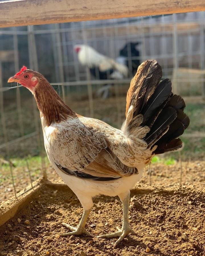 Buy purebred Blueface Hatch gamefowl hens
