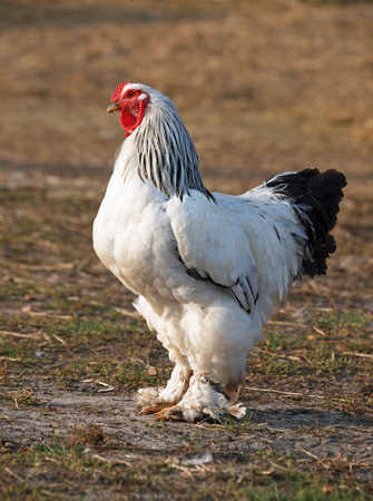 light brahma rooster for sale - Image 2