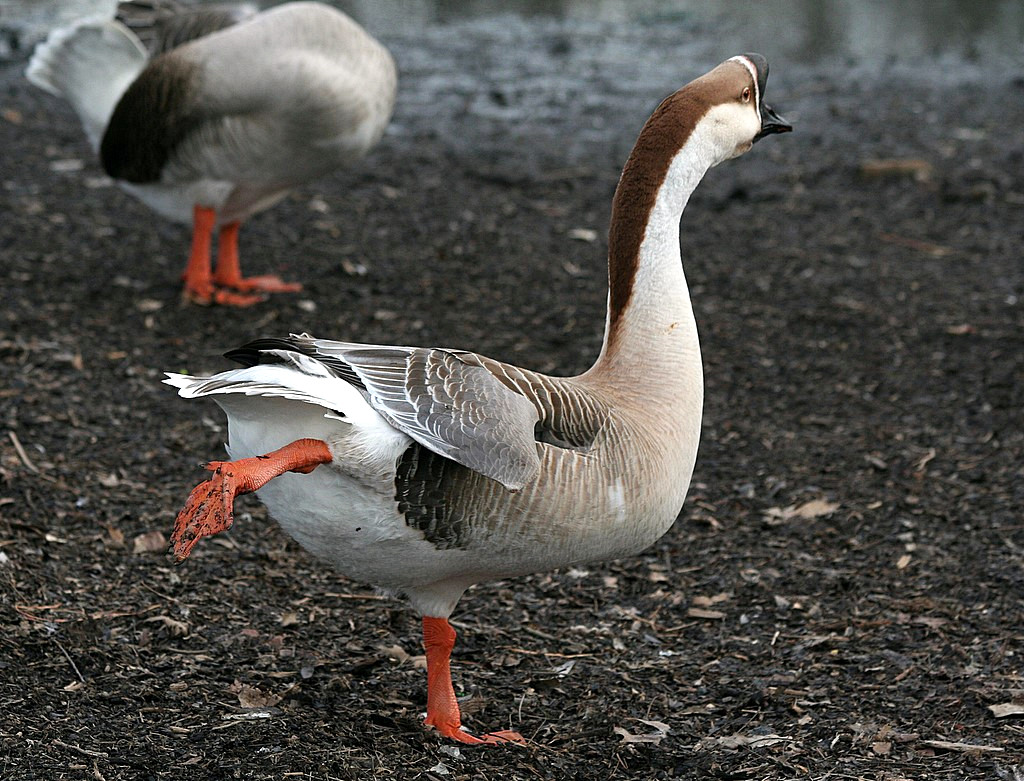 Brown Chinese Geese