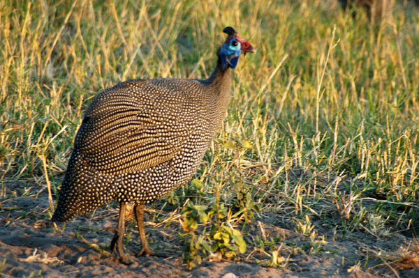 Brown Guineas