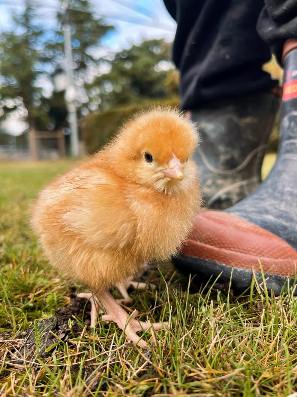 Buy sexed Brown Shaver day-old chicks