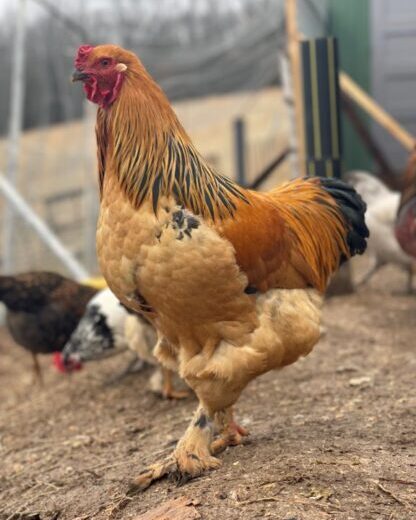 buff brahma roosters for sale