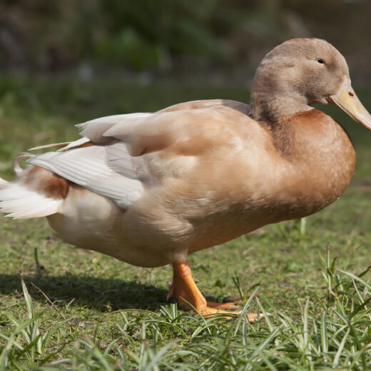 Buy Buff Duck For Sale