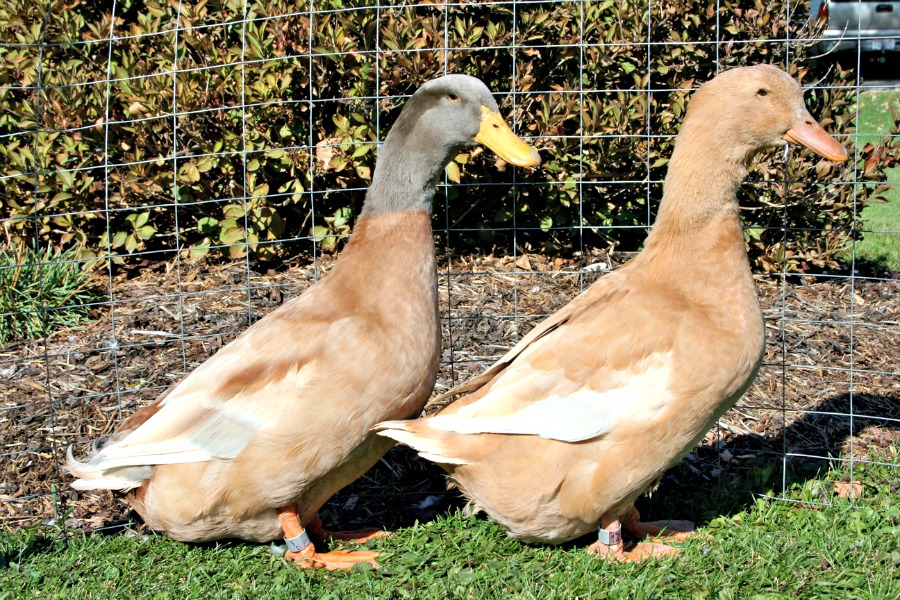 Buy Buff Duck For Sale - Image 2