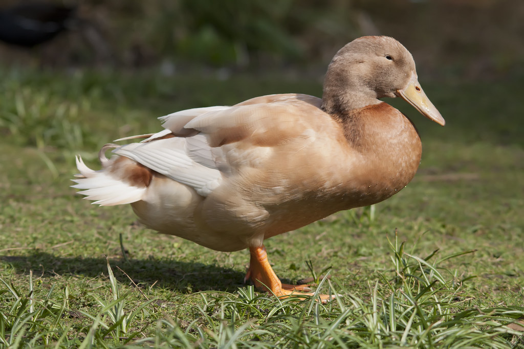 Buy Buff Duck For Sale