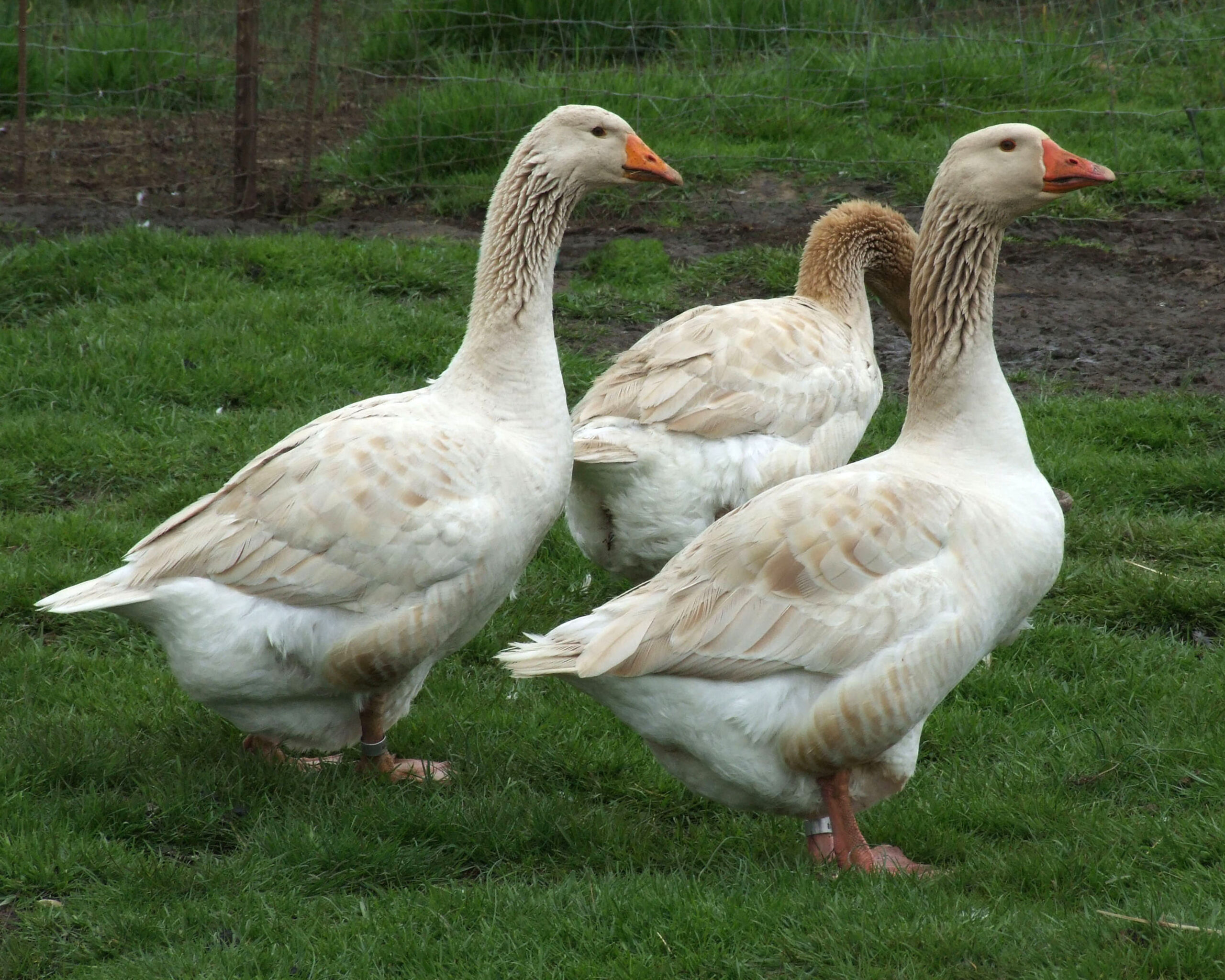 Buy Buff Geese For Sale
