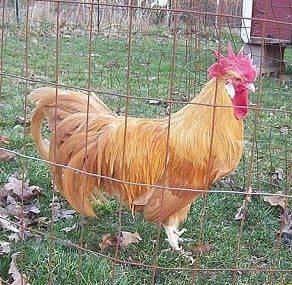 Buff Minorcas Chickens - Image 3