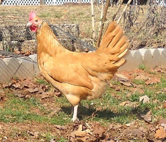 Buff Minorcas Chickens - Image 2