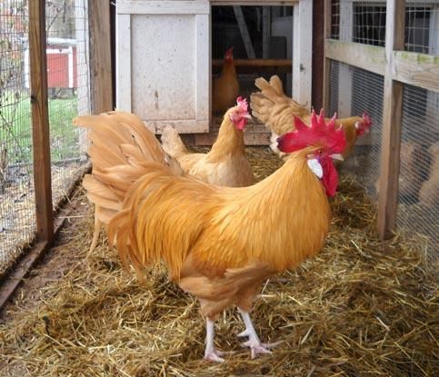 Buff Minorcas Chickens